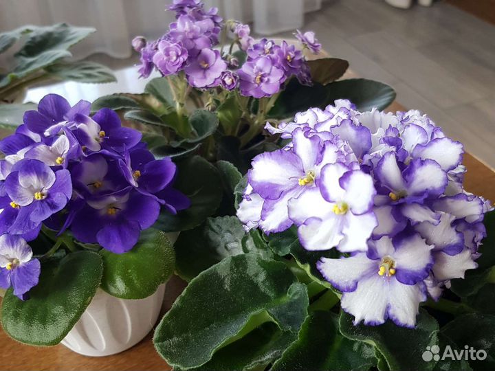 Фиалки цветущие