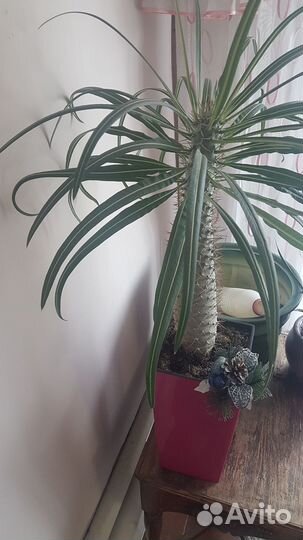 Пахиподиум