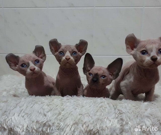 Канадский сфинкс