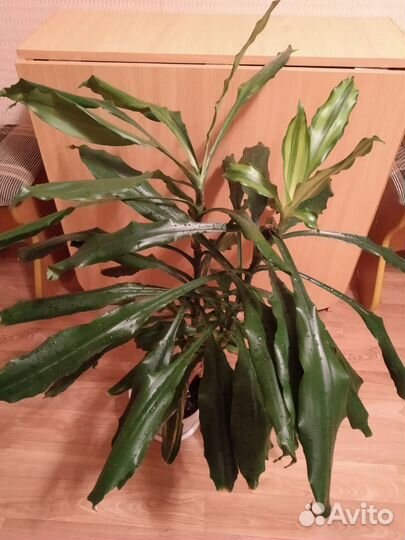 Кротон кодиеум, жасмин махровый арома, драцена