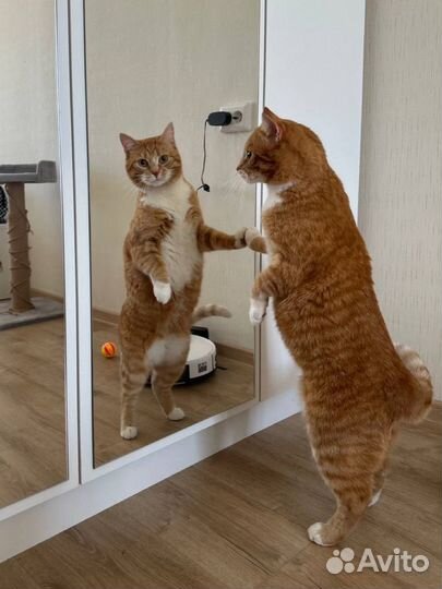 Посижу с вашим котиком Передержка котов Кэтситтер