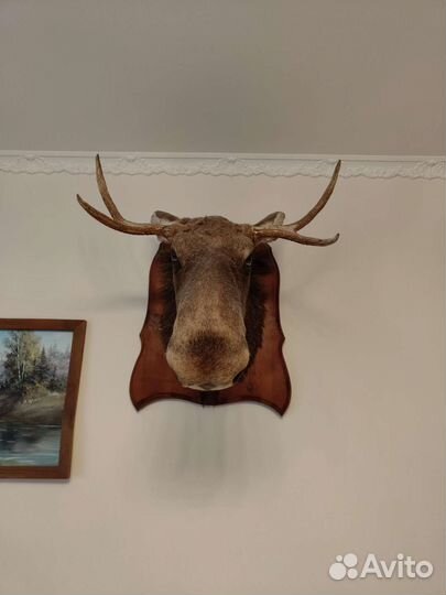 Чучело лося, кабана