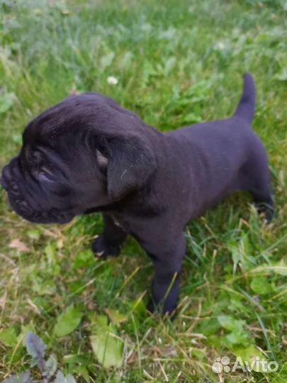 Собаки щенки