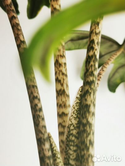 Алоказия жаклин