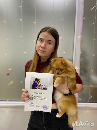 Нужны модели на бесплатную стрижку йорк, шпиц