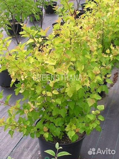 Пузыреплодник Luteus/100-125 см