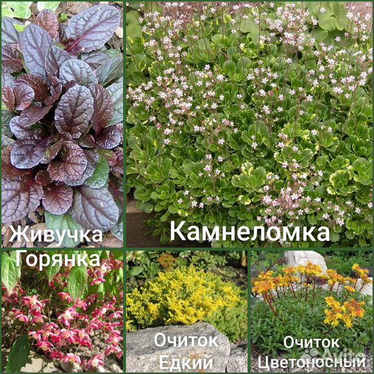 Цветы для сада