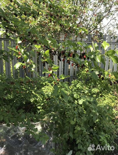 Саженцы шелковицы