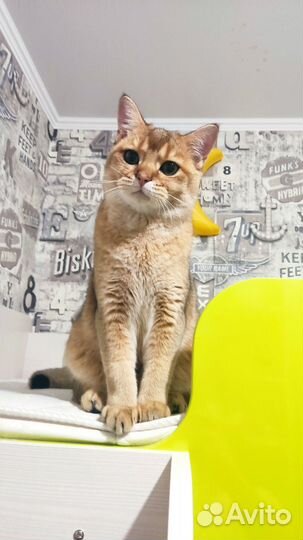 Британский кот на вязку