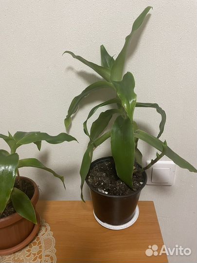 Золотой ус (лечебное растение)