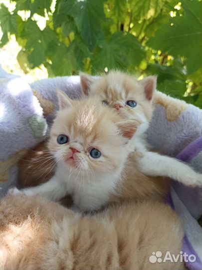 Маленькие экзотики