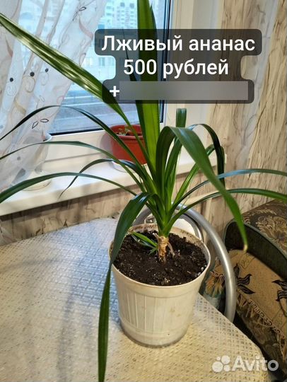 Комнатные растения цветы