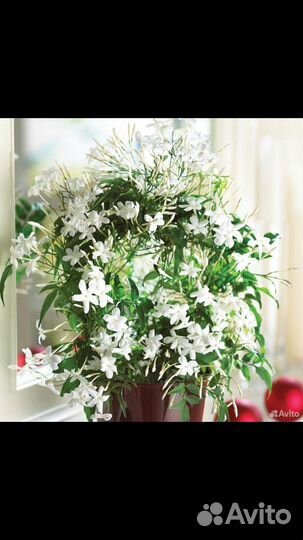 Комнатный жасмин самбак