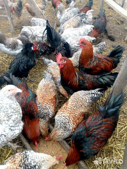 Породные петушки