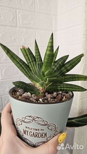 Сансевиерия бонселенсис