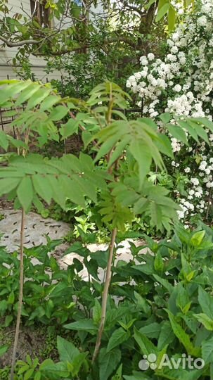 Декоративные кустарники