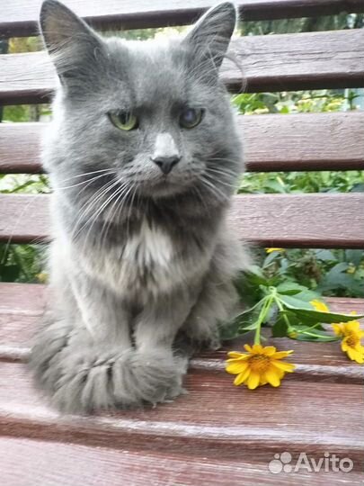 Шикарный котик молодой