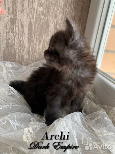 Котята мейн-кун черный дым