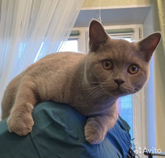 Шатланский кот