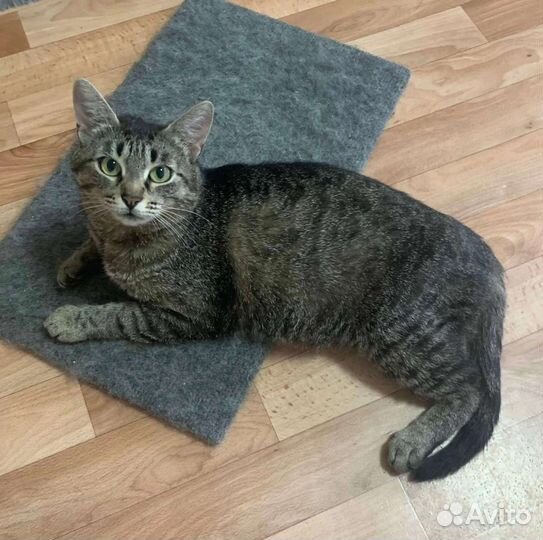 Британская прямоухая кошка в добрые руки