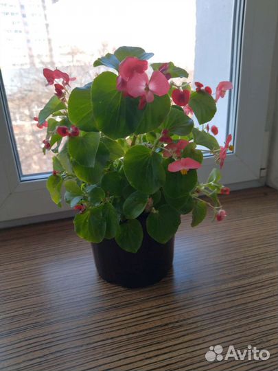 Бегония вечно сведущий