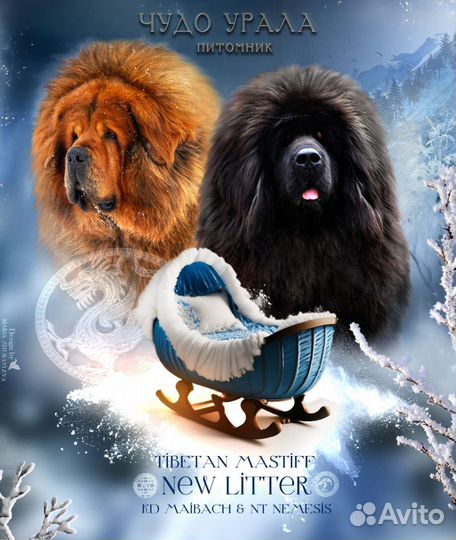 Тибетский мастиф