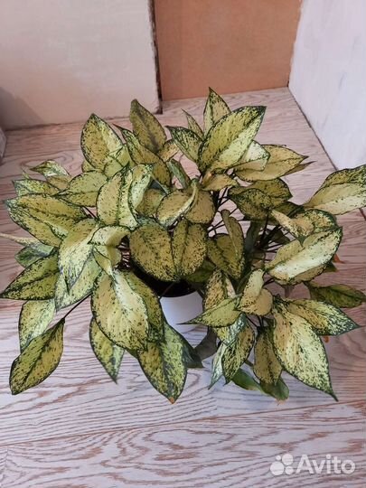 Аглаонема фёрст даймонд