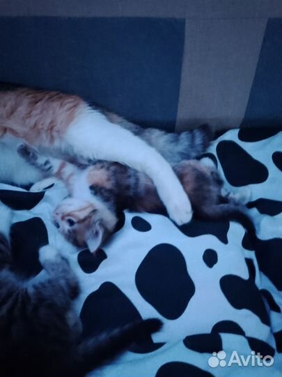 В хорошие руки. Бесплатно