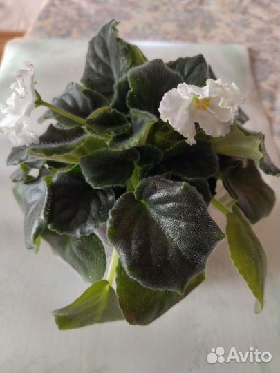 Цветущие фиалки