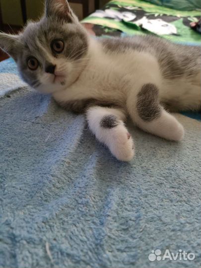 Британская