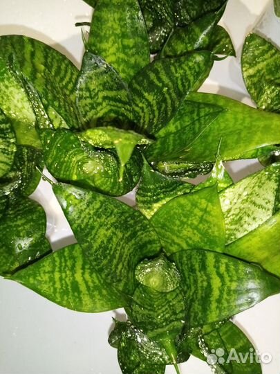 Сансевиерия