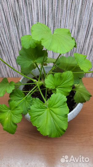 Пеларгония