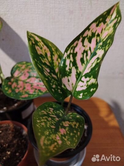 Аглаонема, много разных