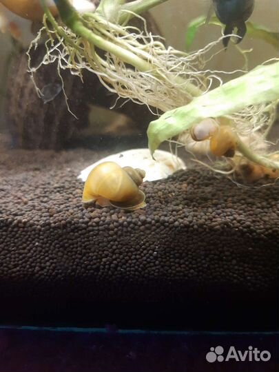 Анциструсы сомики