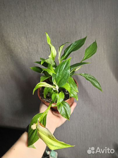 Спатифиллум купидо