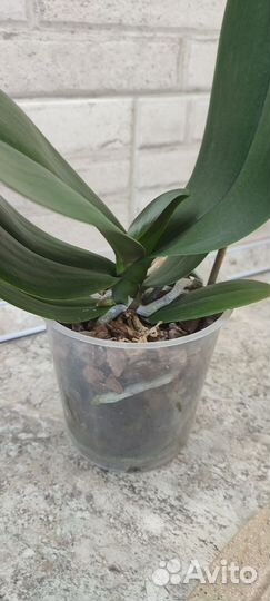 Орхидея фаленопсис