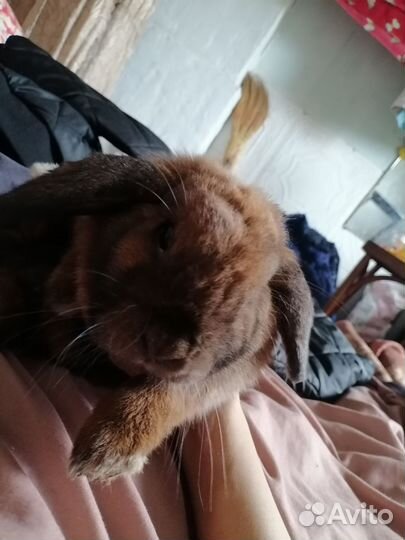 Декоративные кролики, вислоухий баран