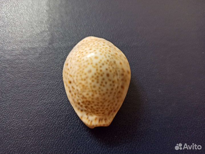 Морская раковина