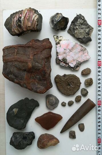 Волжский набор окаменелостей 37