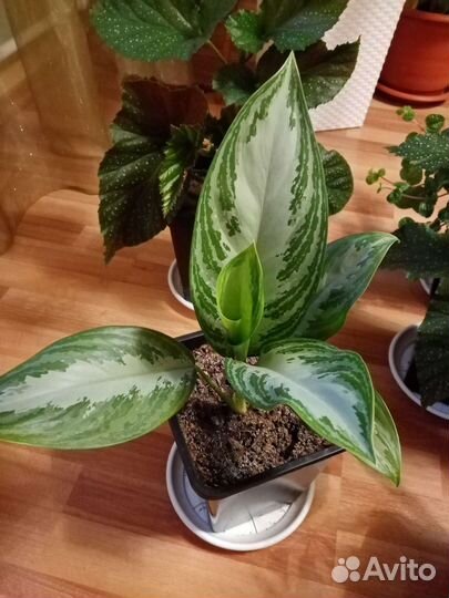 Шефлера, аглаонема, бегония, фикусы, пелея