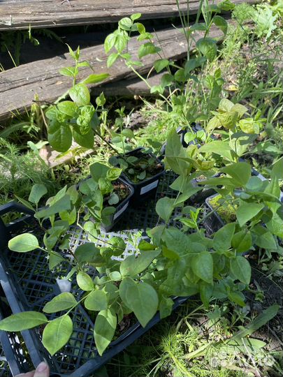 Саженцы голубики 1,2,3,4 - летки