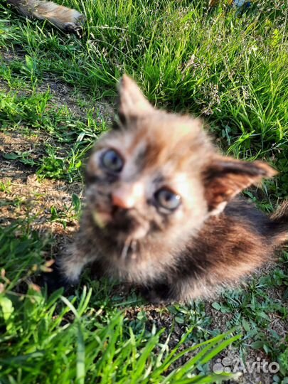 Кошки в добрые руки бесплатно
