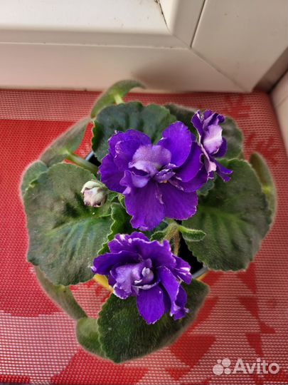 Фиалка нк-Жюль Верн