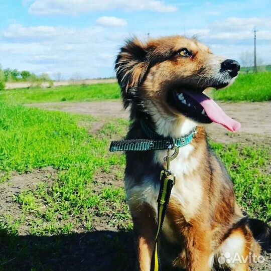 Собака Каштанка