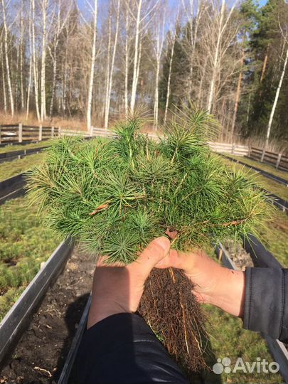 Сеянцы сосны и ели