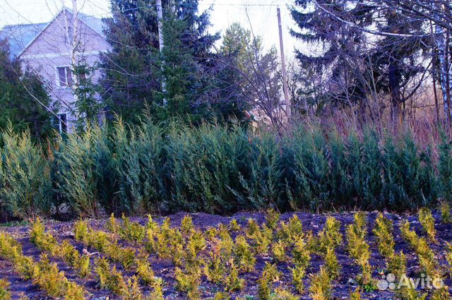 Можжевельник скальный