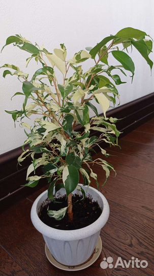 Фикус фэнтези