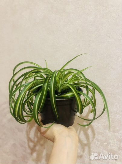 Хлорофитум