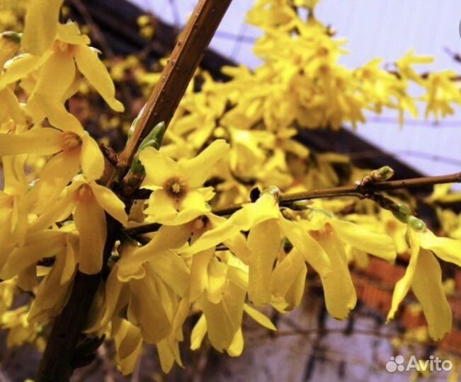 Форзиция яйцевидная