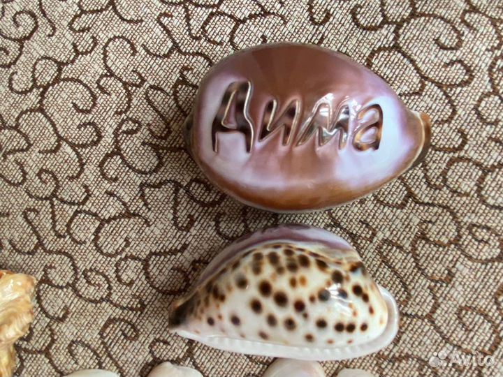 Ракушки и кораллы